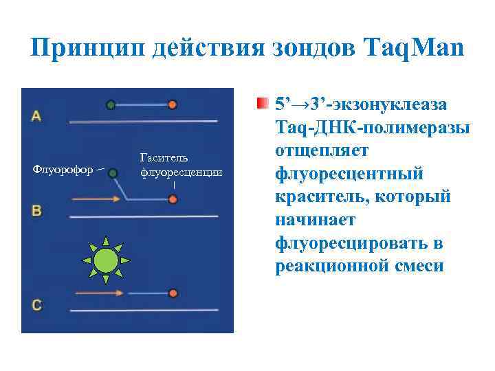 Принцип действия зондов Taq. Man Флуорофор Гаситель флуоресценции 5’→ 3’-экзонуклеаза Taq-ДНК-полимеразы отщепляет флуоресцентный краситель,