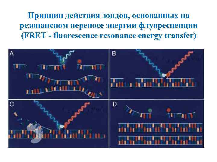 Принцип действия зондов, основанных на резонансном переносе энергии флуоресценции (FRET - fluorescence resonance energy