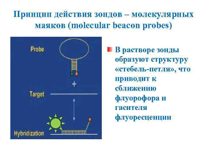 Принцип действия зондов – молекулярных маяков (molecular beacon probes) В растворе зонды образуют структуру