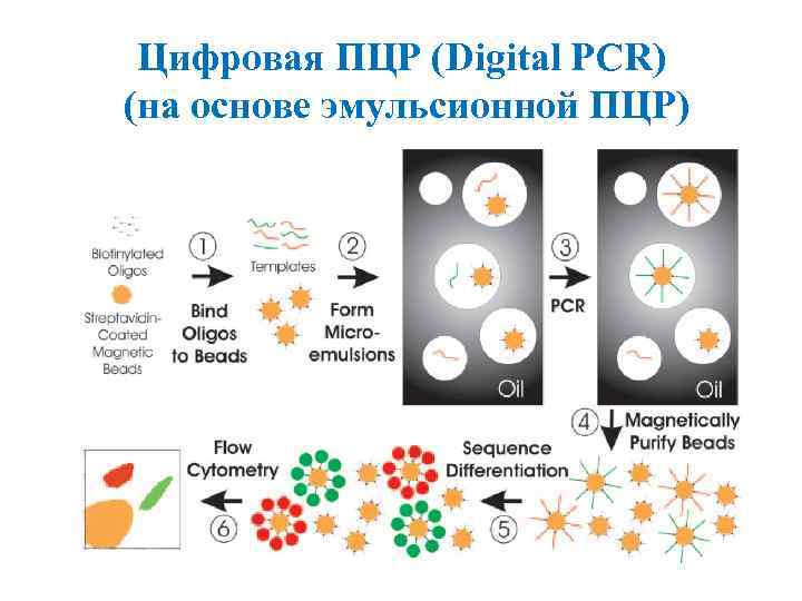 Цифровая ПЦР (Digital PCR) (на основе эмульсионной ПЦР) 