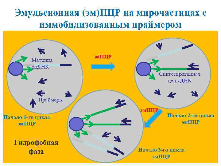 Эмульсионная (эм)ПЦР на мирочастицах с иммобилизованным праймером Матрица оц. ДНК эм. ПЦР Синтезированная цепь