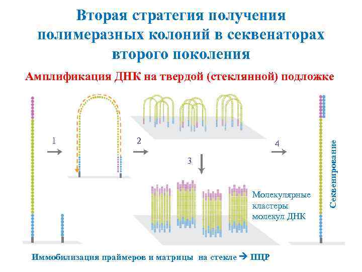 Вторая стратегия получения полимеразных колоний в секвенаторах второго поколения 1 2 4 3 Молекулярные