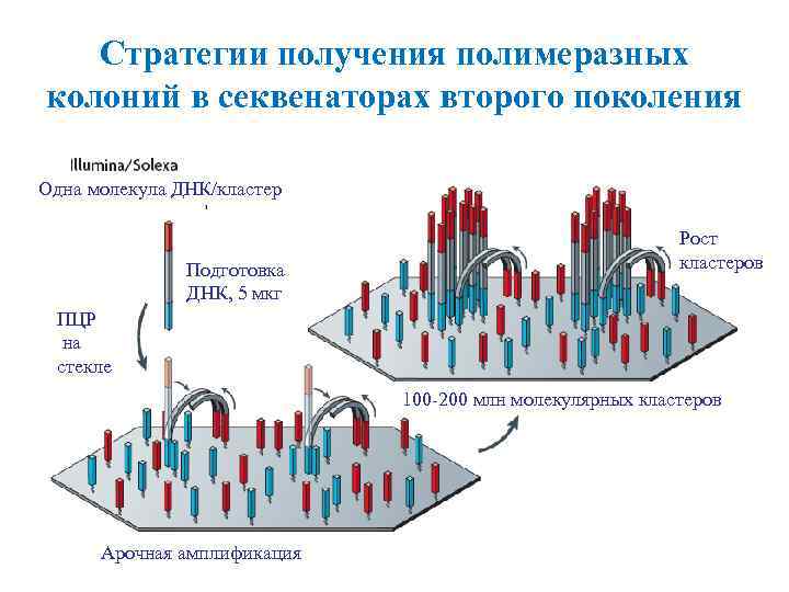 Пцр днк 5. Синтез стратегии это. Полимеразная цепная реакция. Секвенаторы второго поколения. Секвенаторы ДНК.