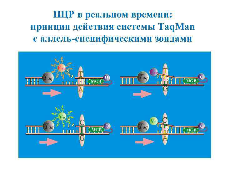 ПЦР в реальном времени: принцип действия системы Taq. Man с аллель-специфическими зондами 