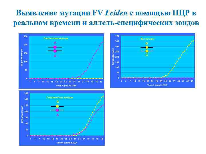 Выявление мутации FV Leiden c помощью ПЦР в реальном времени и аллель-специфических зондов 