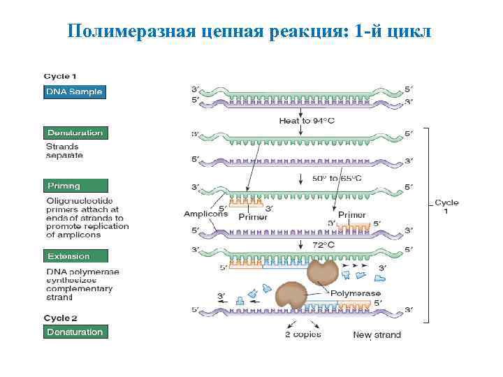 Полимеразная цепная реакция: 1 -й цикл 