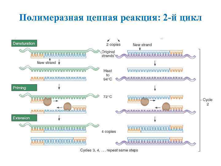 Полимеразная цепная реакция: 2 -й цикл 