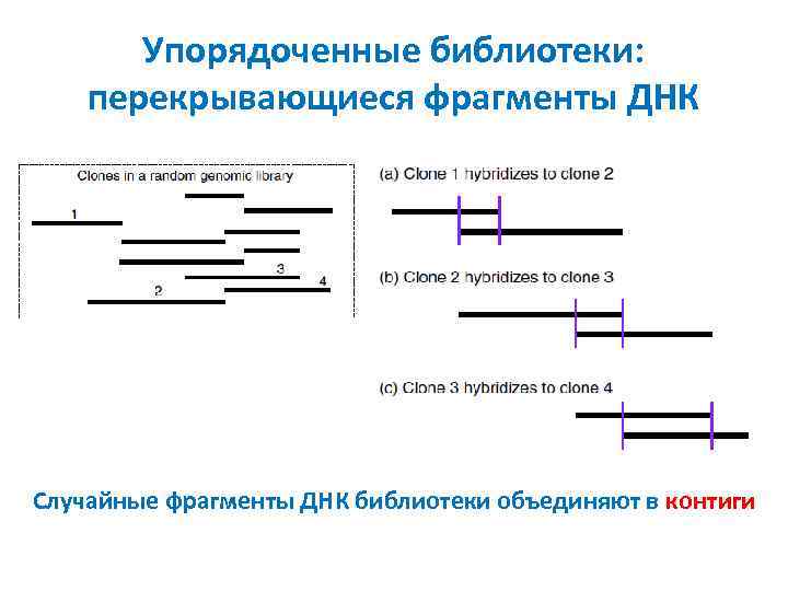 Упорядоченные библиотеки: перекрывающиеся фрагменты ДНК Случайные фрагменты ДНК библиотеки объединяют в контиги 