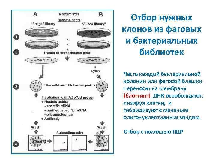 Отбор нужных клонов из фаговых и бактериальных библиотек Часть каждой бактериальной колонии или фаговой