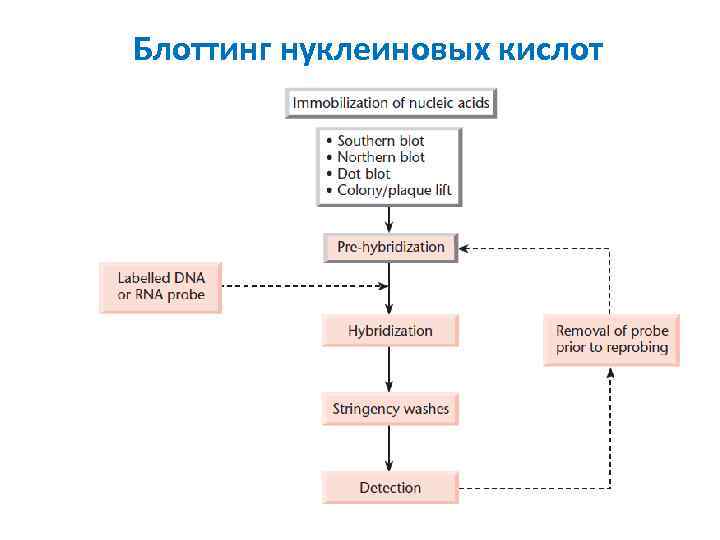 Блоттинг нуклеиновых кислот 