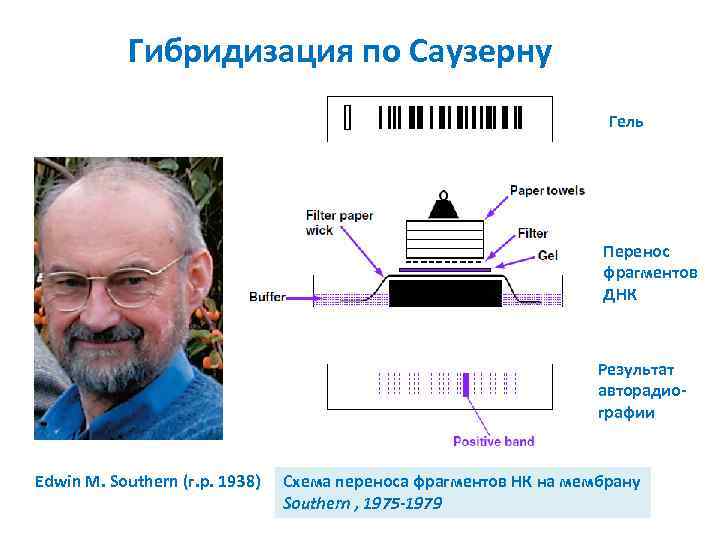 Новалис гейнрих фон офтердинген анализ