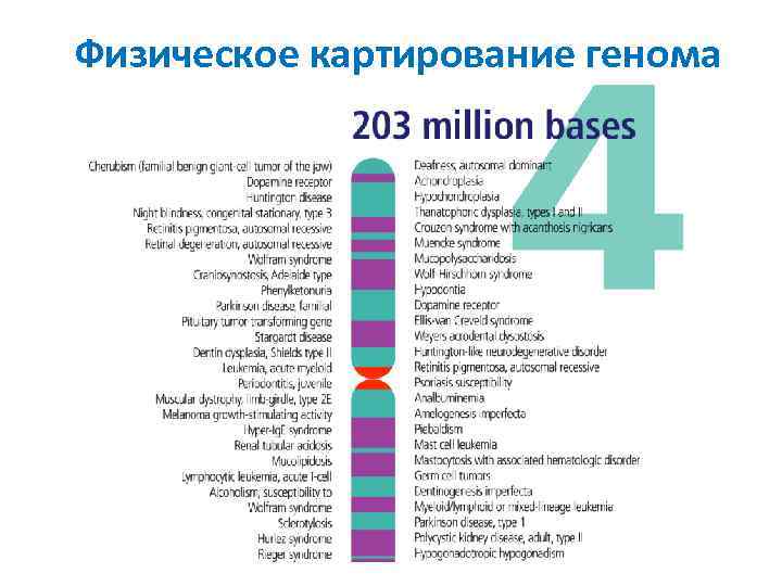 Физическое картирование генома 