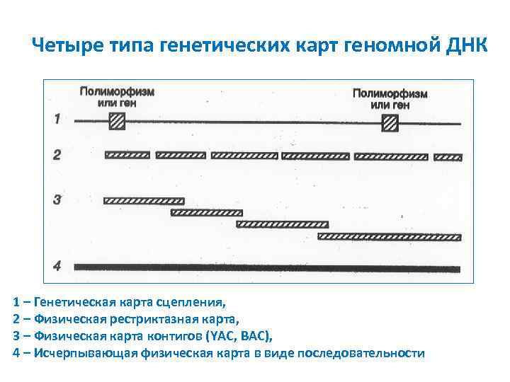 Генетический тип. Принципы построения генетических карт. Виды генетических карт. Генетические карты типы. Генетические карты сцепления.