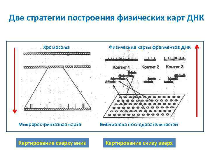 Две стратегии построения физических карт ДНК Хромосома Микрорестриктазная карта Картирование сверху вниз Физические карты