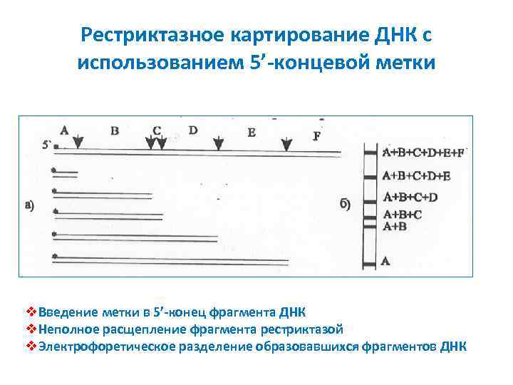 Рестриктазное картирование ДНК с использованием 5’-концевой метки v. Введение метки в 5’-конец фрагмента ДНК