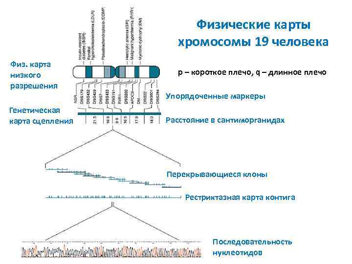 Оптическая карта хромосом