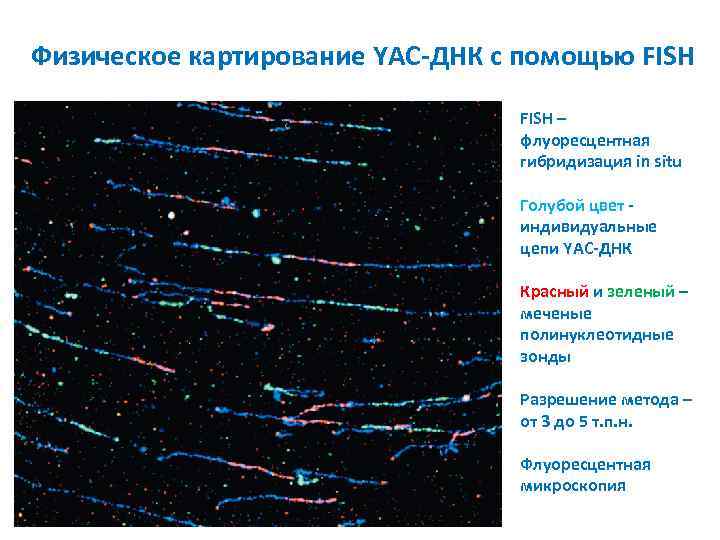 Физическое картирование YAC-ДНК с помощью FISH – флуоресцентная гибридизация in situ Голубой цвет индивидуальные