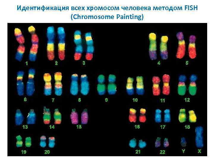 Идентификация всех хромосом человека методом FISH (Chromosome Painting) 