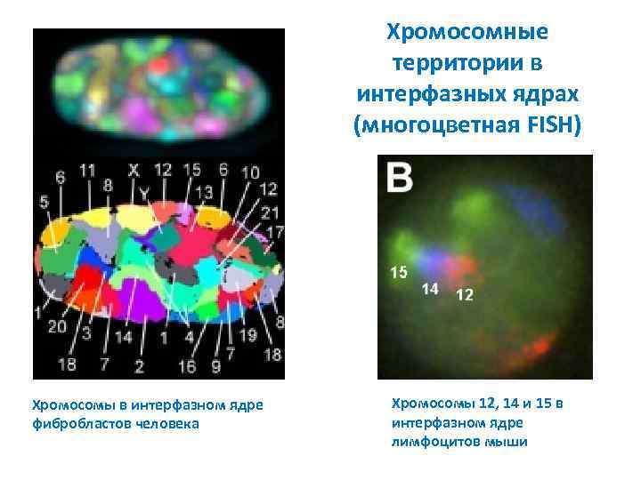 Хромосомные территории в интерфазных ядрах (многоцветная FISH) Хромосомы в интерфазном ядре фибробластов человека Хромосомы