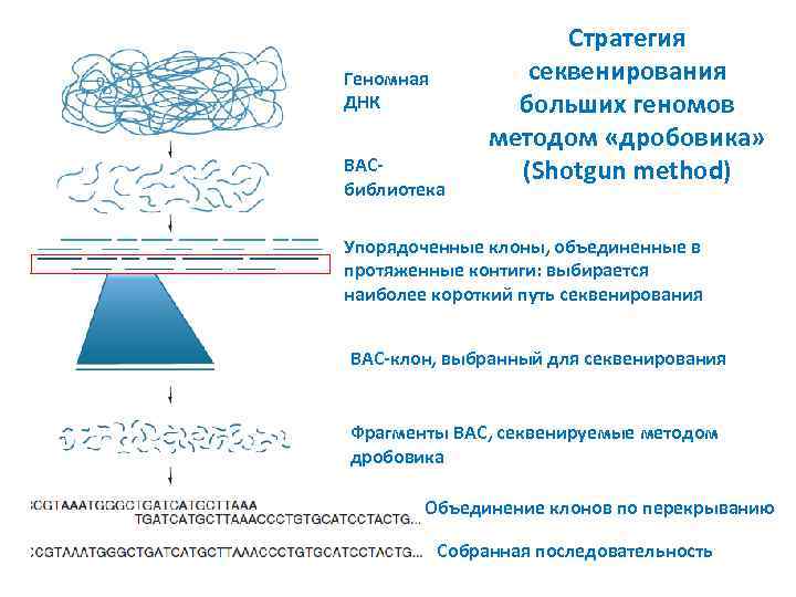 Геномная ДНК BACбиблиотека Стратегия секвенирования больших геномов методом «дробовика» (Shotgun method) Упорядоченные клоны, объединенные