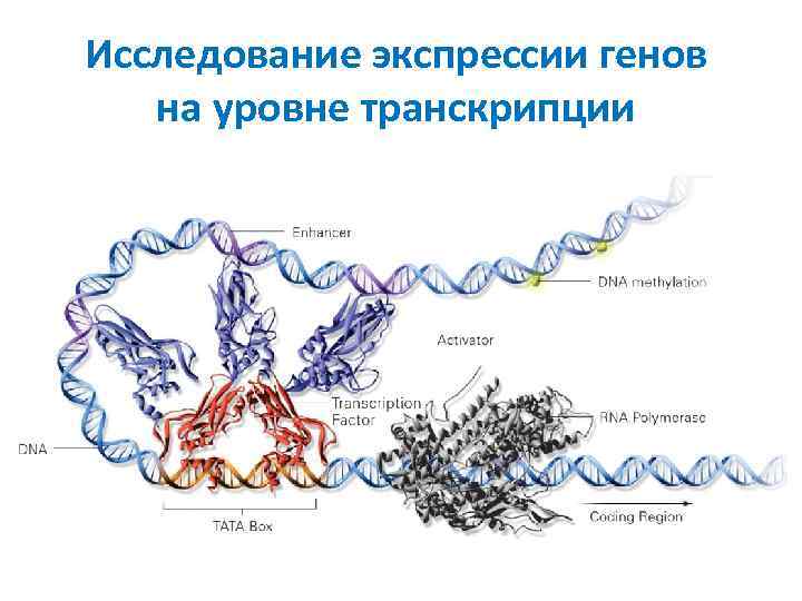 Исследование экспрессии генов на уровне транскрипции 