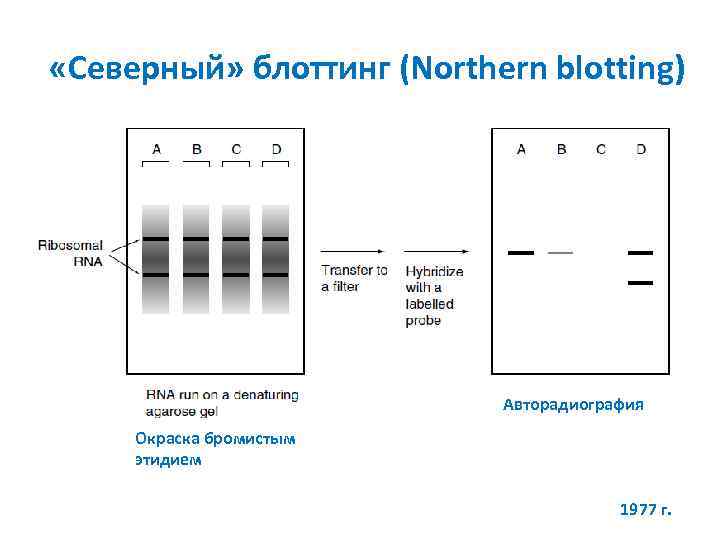  «Северный» блоттинг (Northern blotting) Авторадиография Окраска бромистым этидием 1977 г. 