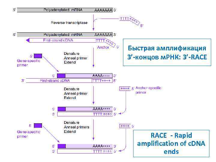 Быстрая амплификация 3’-концов м. РНК: 3’-RACE - Rapid amplification of c. DNA ends 