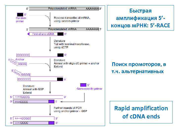 Быстрая амплификация 5’концов м. РНК: 5’-RACE Поиск промоторов, в т. ч. альтернативных Rapid amplification
