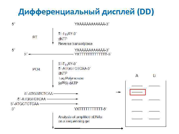 Дифференциальный дисплей (DD) 