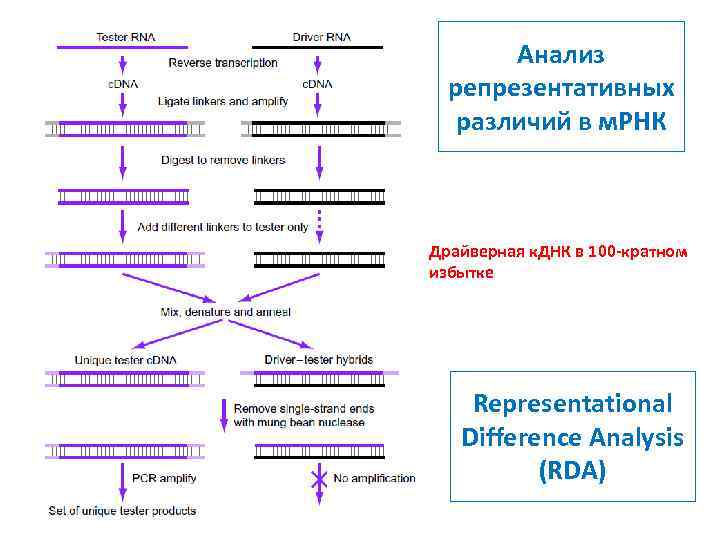 Анализ репрезентативных различий в м. РНК Драйверная к. ДНК в 100 -кратном избытке Representational