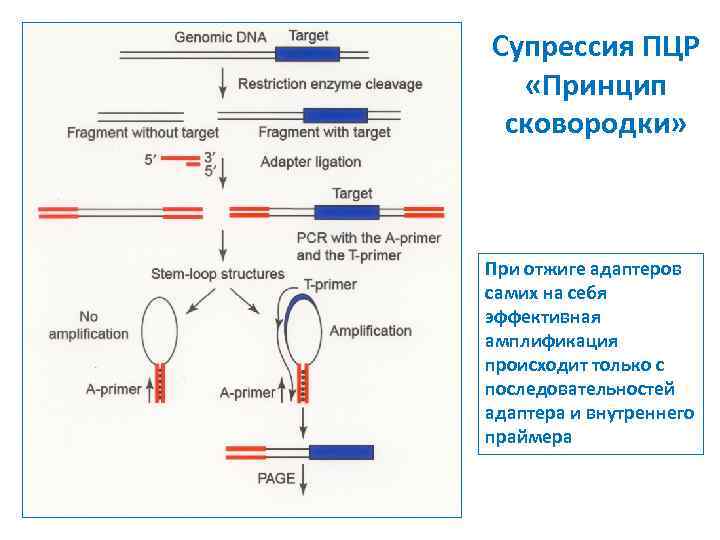 Супрессия ПЦР «Принцип сковородки» При отжиге адаптеров самих на себя эффективная амплификация происходит только