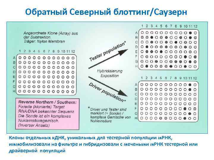 Обратный Северный блоттинг/Саузерн Клоны отдельных к. ДНК, уникальных для тестерной популяции м. РНК, иммобилизовали