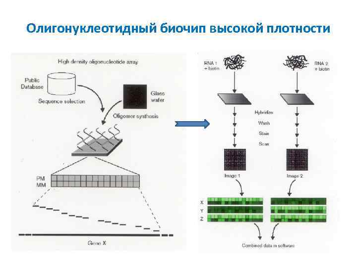 Олигонуклеотидный биочип высокой плотности 