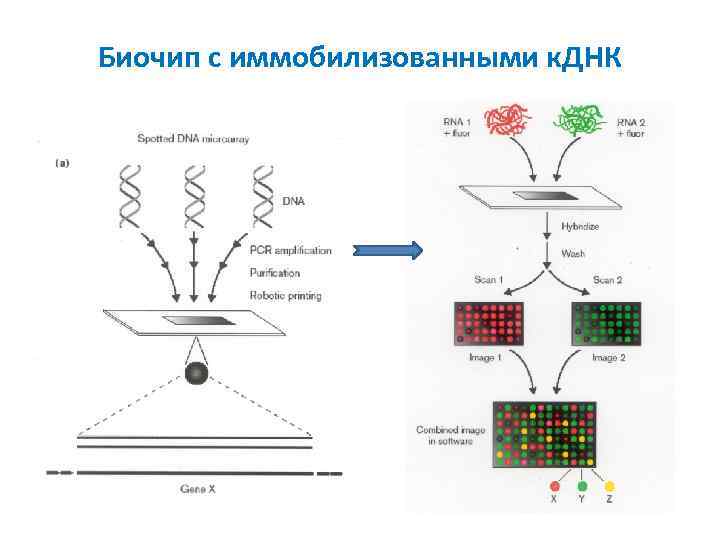 Биочип с иммобилизованными к. ДНК 