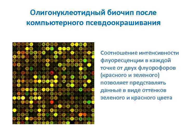 Олигонуклеотидный биочип после компьютерного псевдоокрашивания Соотношение интенсивности флуоресценции в каждой точке от двух флуорофоров