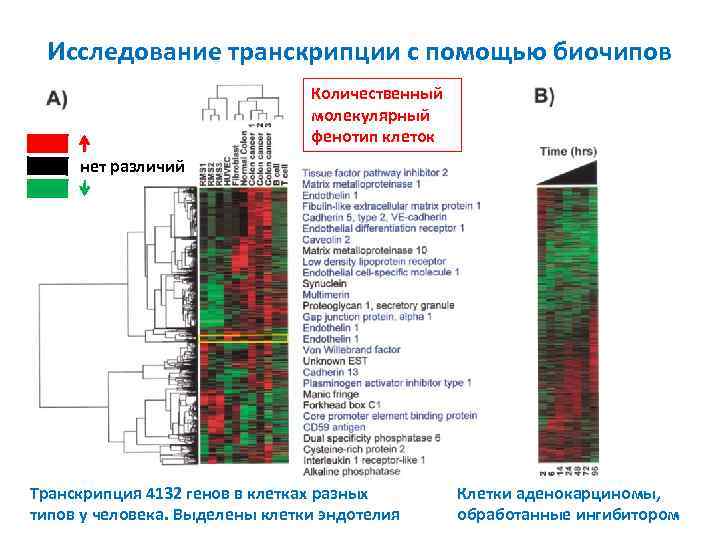 Исследование транскрипции с помощью биочипов Количественный молекулярный фенотип клеток нет различий Транскрипция 4132 генов