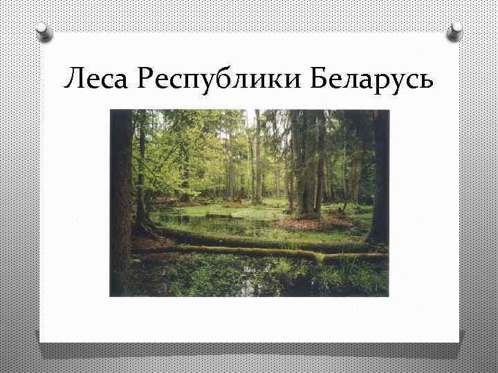 Леса Республики Беларусь 