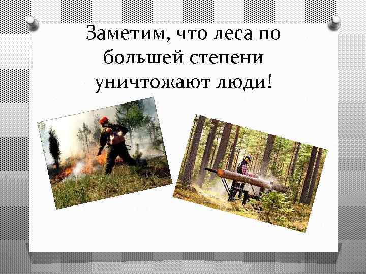 Заметим, что леса по большей степени уничтожают люди! 