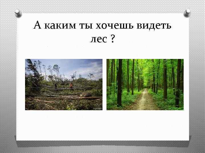 А каким ты хочешь видеть лес ? 