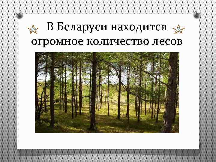 В Беларуси находится огромное количество лесов 