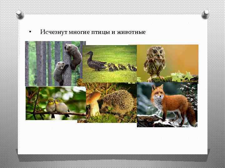  • Исчезнут многие птицы и животные 