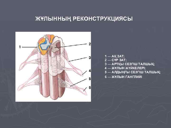 ЖҰЛЫННЫҢ РЕКОНСТРУКЦИЯСЫ 1 — АҚ ЗАТ; 2 — СҰР ЗАТ; 3 — АРТҚЫ СЕЗГІШ