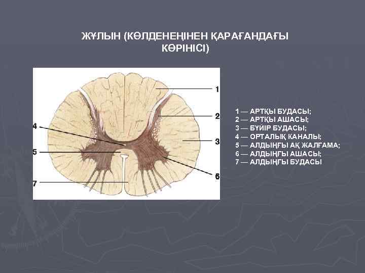 ЖҰЛЫН (КӨЛДЕНЕҢІНЕН ҚАРАҒАНДАҒЫ КӨРІНІСІ) 1 — АРТҚЫ БУДАСЫ; 2 — АРТҚЫ АШАСЫ; 3 —