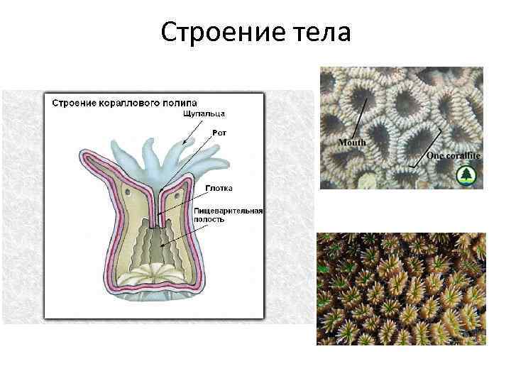 Ямочный рисунок полипа