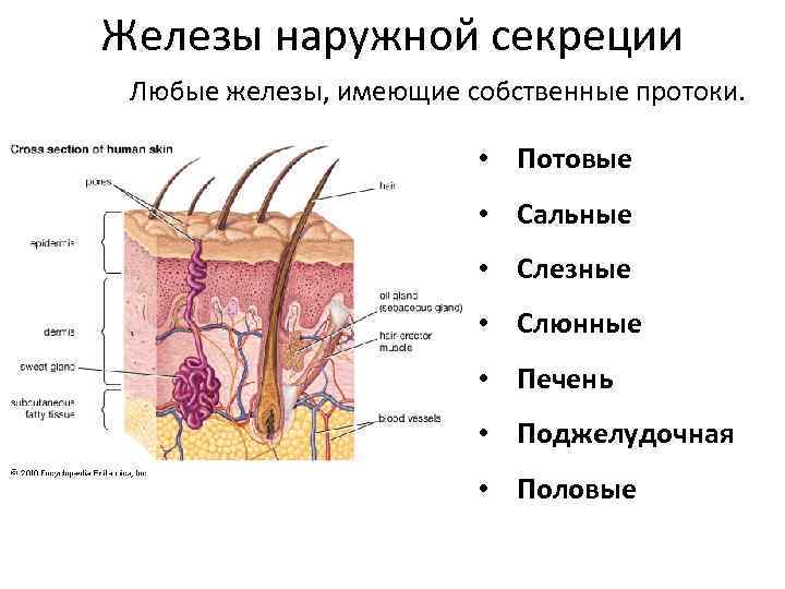 Железы наружной секреции Любые железы, имеющие собственные протоки. • Потовые • Сальные • Слезные