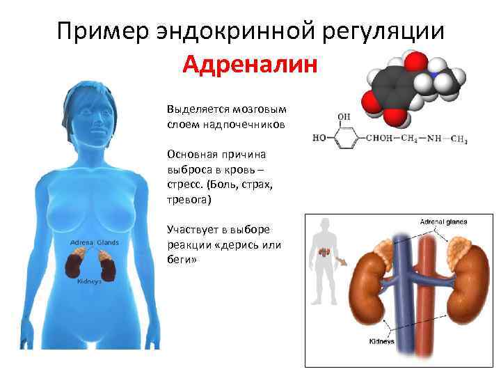 Адреналин выделяется железой