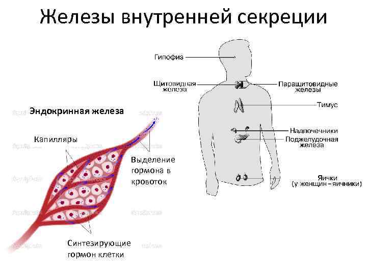 Железы внутренней секреции Эндокринная железа Капилляры Выделение гормона в кровоток Синтезирующие гормон клетки 
