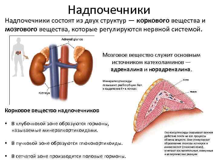 Надпочечники какая система органов. Надпочечники корковое вещество и мозговое вещество. Гормоны коркового вещества надпочечников. Клубочковой зоне коркового слоя надпочечника. Надпочечники состоят из мозгового и коркового вещества.