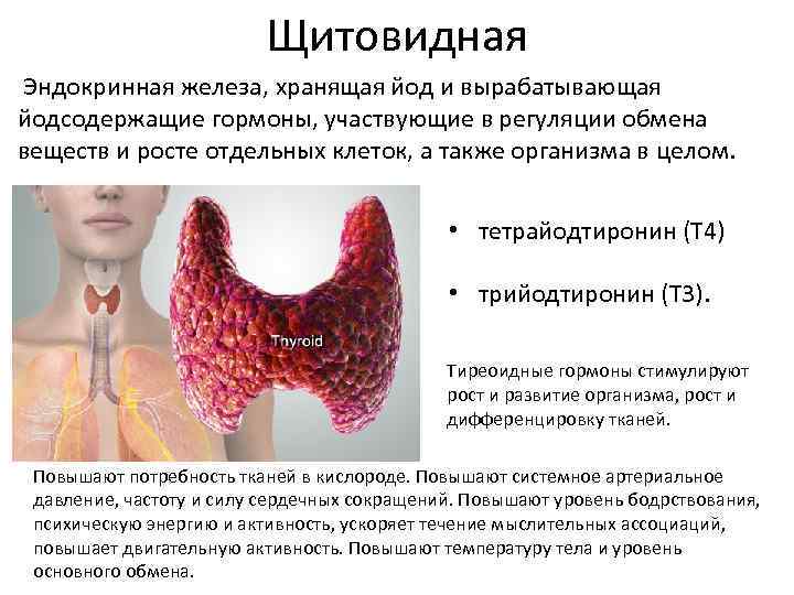 Щитовидная Эндокринная железа, хранящая йод и вырабатывающая йодсодержащие гормоны, участвующие в регуляции обмена веществ