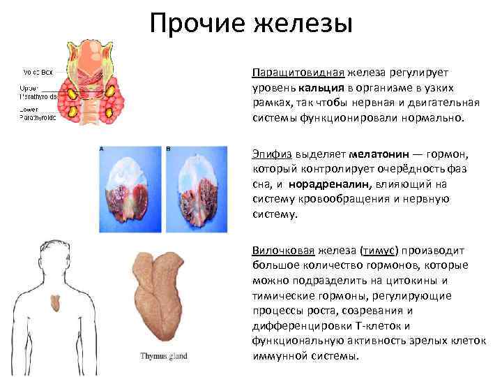 Железы внутренней секреции фото